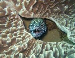 Image of honeycomb moray