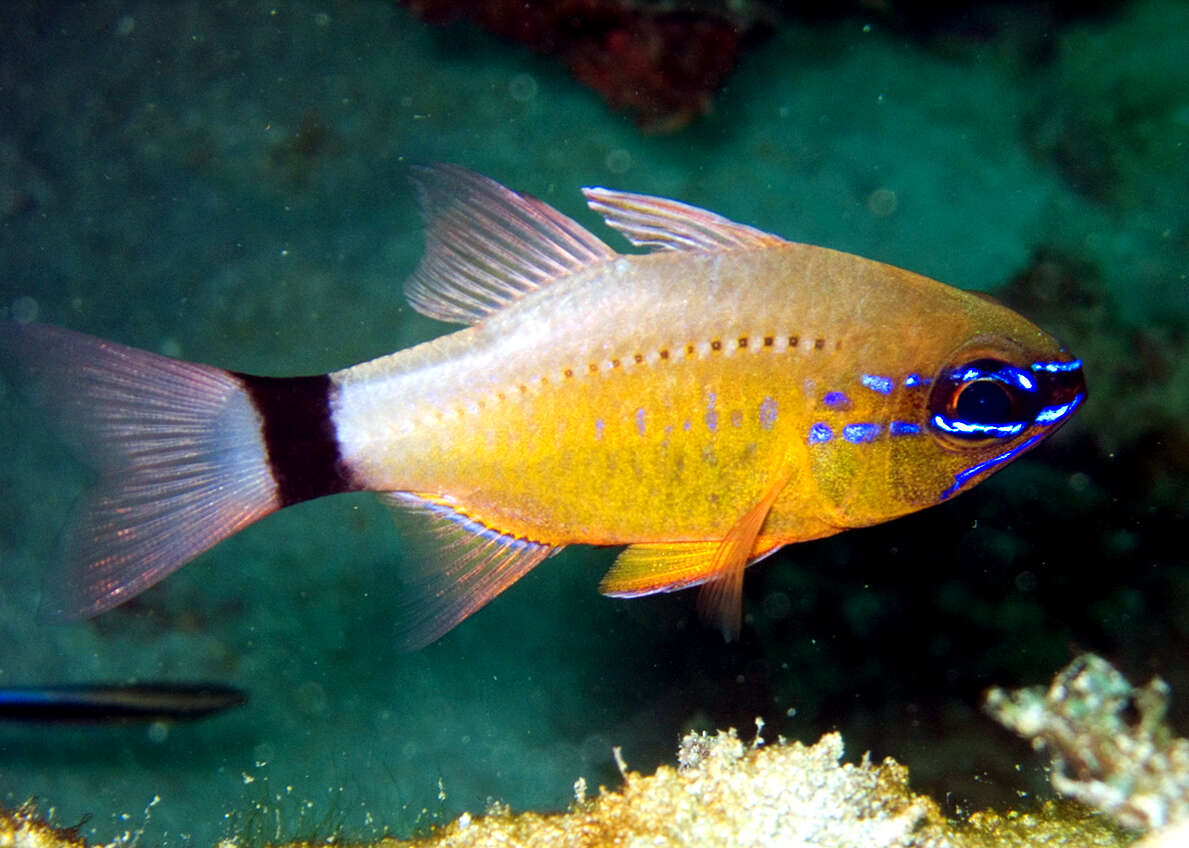 Image of cardinalfishes