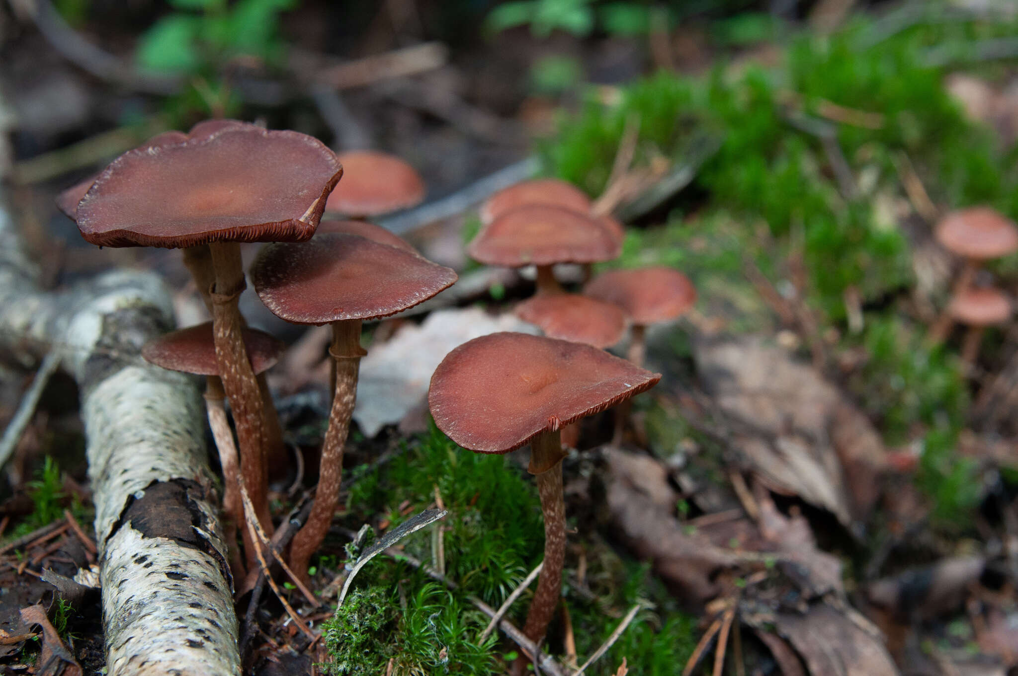 Image of Tubaria confragosa (Fr.) Harmaja 1978