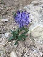 Image of Horned Rampion