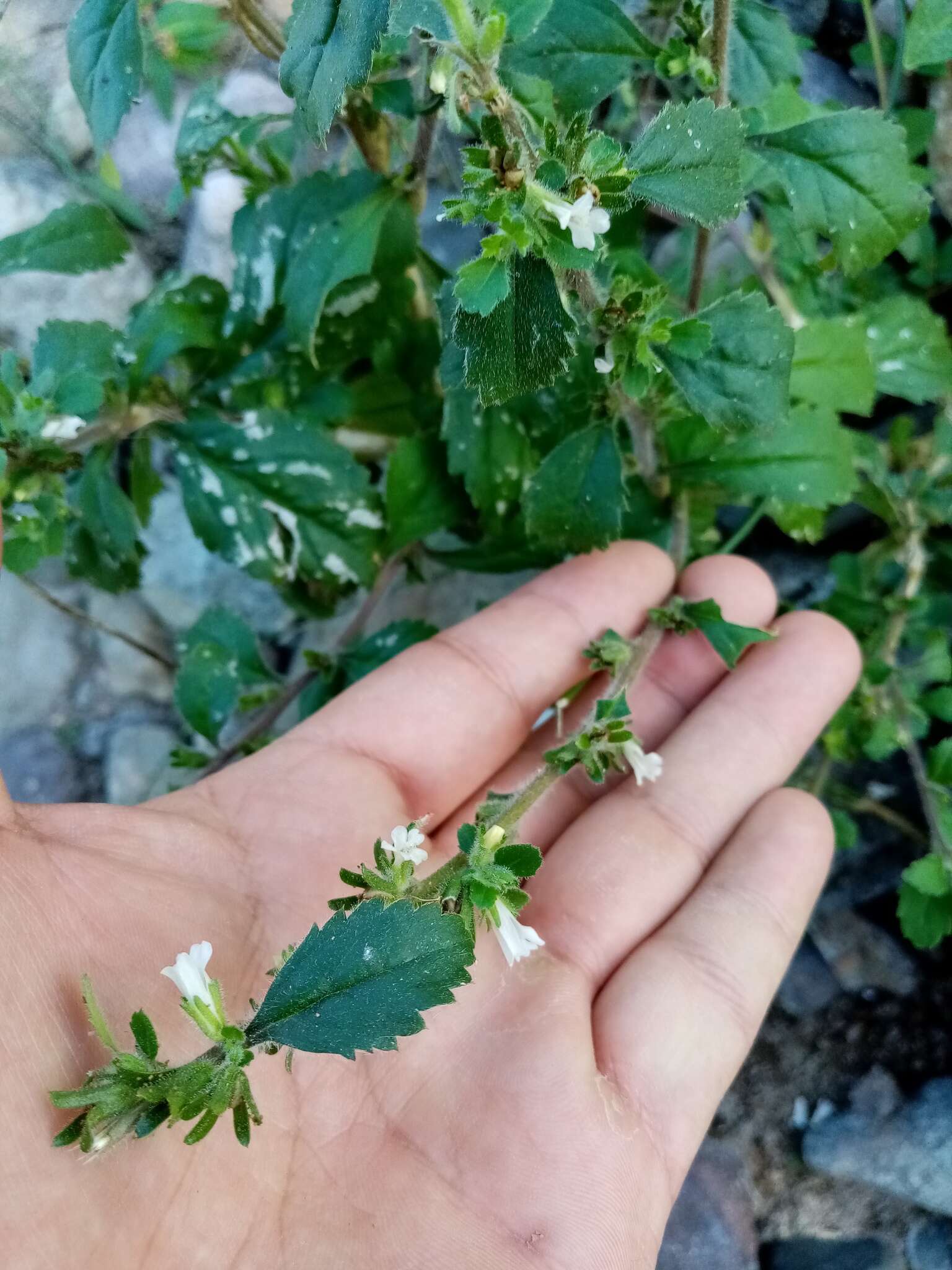 Image of Capraria frutescens (Mill.) Britton