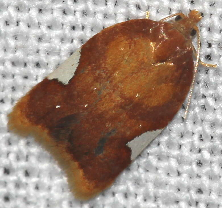 Imagem de Acleris holmiana Linnaeus 1758