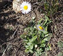 Image of Bellis pappulosa Boiss. & Reut. ex DC.