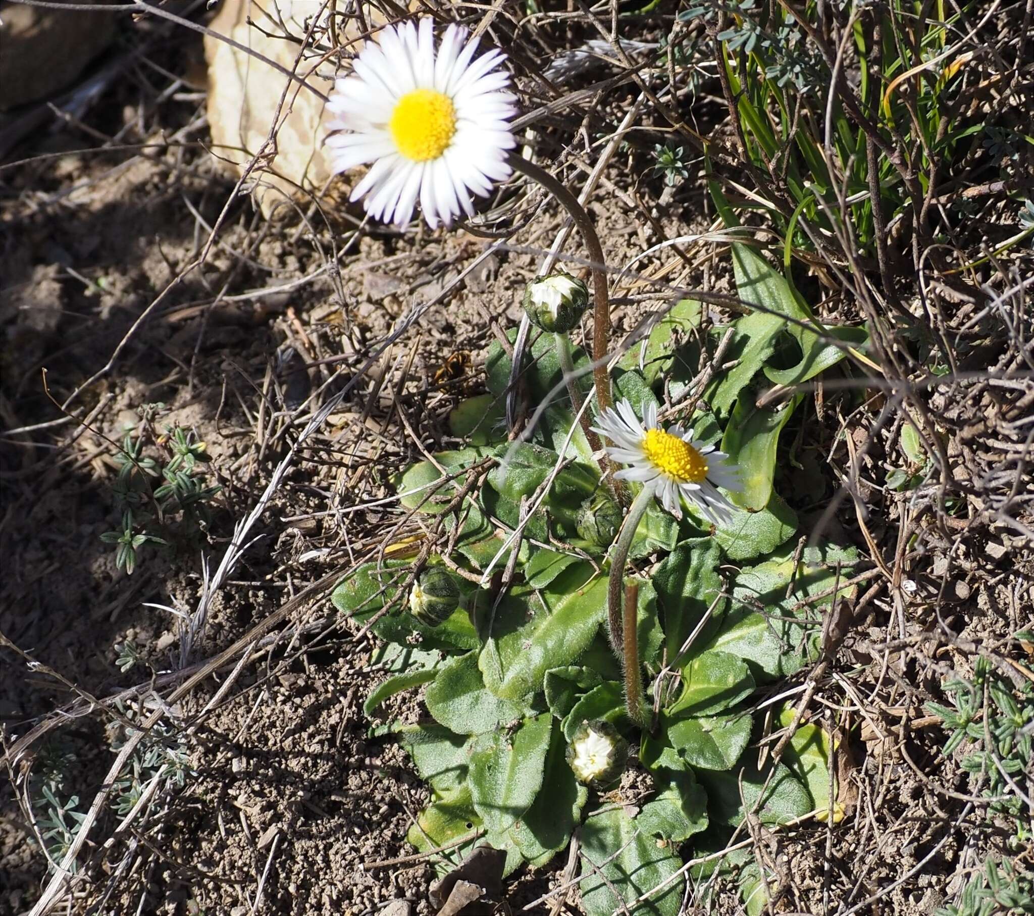 Image of Bellis pappulosa Boiss. & Reut. ex DC.