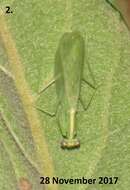 صورة Negromantis gracillima Kaltenbach 1996