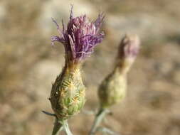 Слика од Centaurea paniculata L.