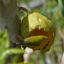 Image of Small Lifou White-eye