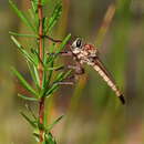 صورة Proctacanthus gracilis Bromley 1928