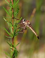 Image of Proctacanthus gracilis Bromley 1928