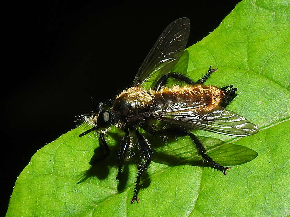 Image of Laphria sericea Say 1823