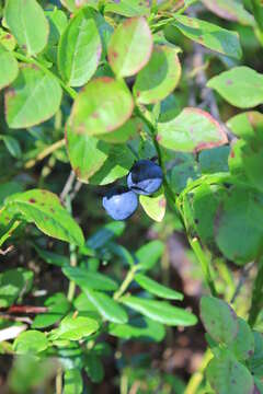 Image of bilberry