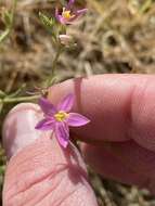 Image of Zeltnera namatophila