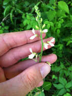 Image of Tweedy's ticktrefoil