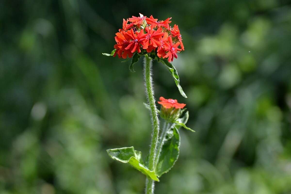 صورة Silene chalcedonica (L.) E. H. L. Krause