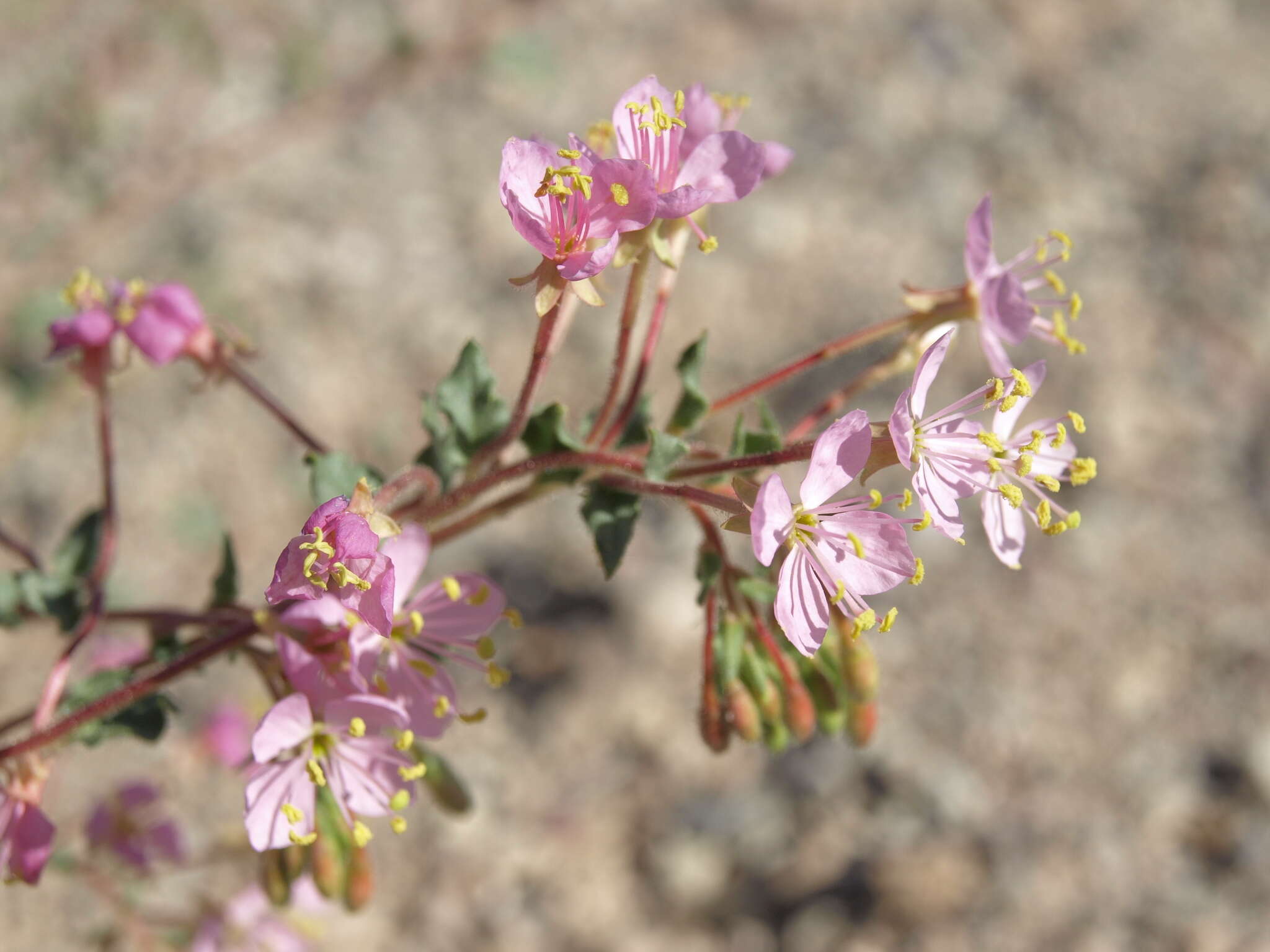 Image of Booth's evening primrose