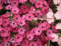 Image of annual phlox