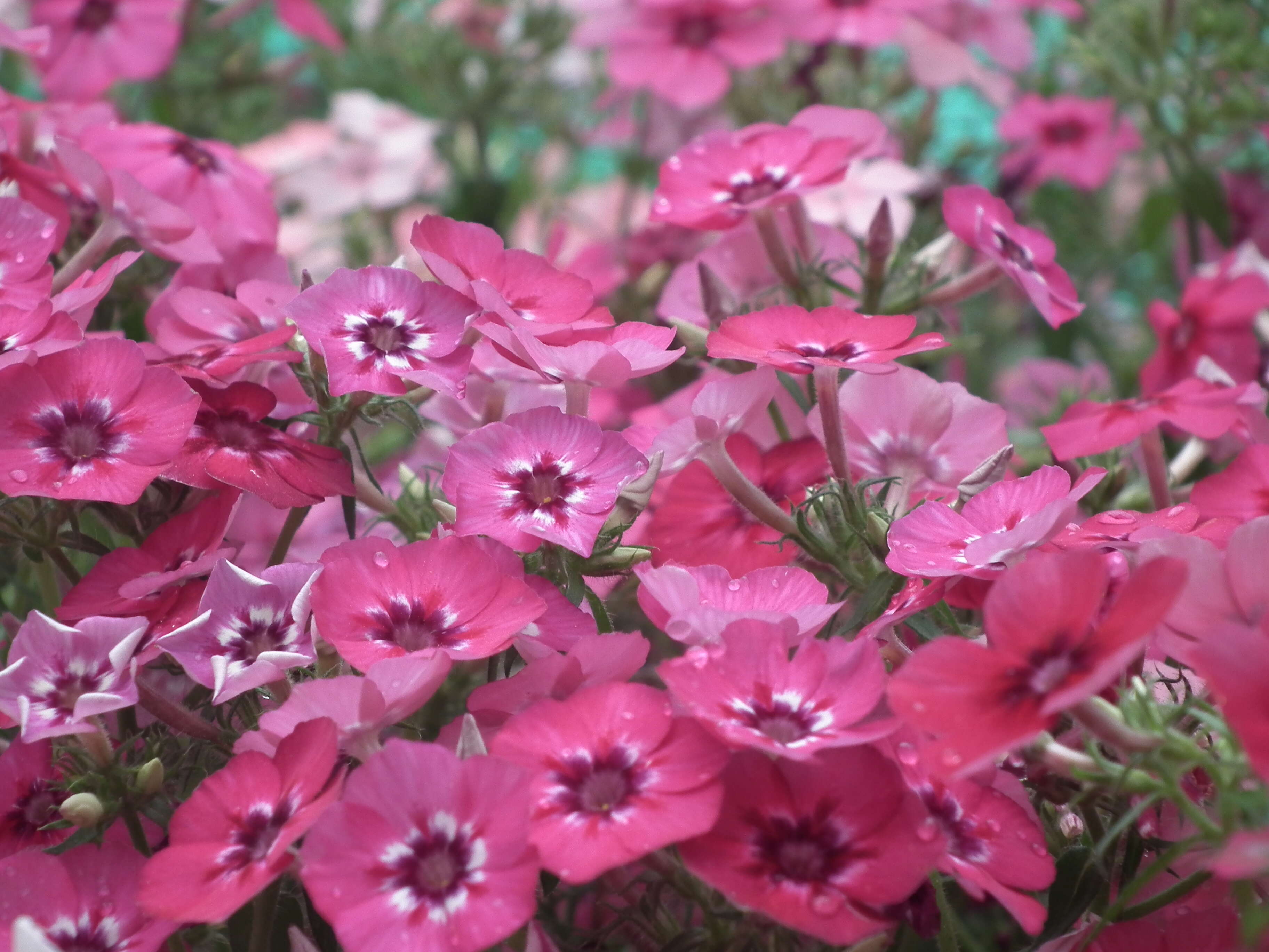 Image of annual phlox