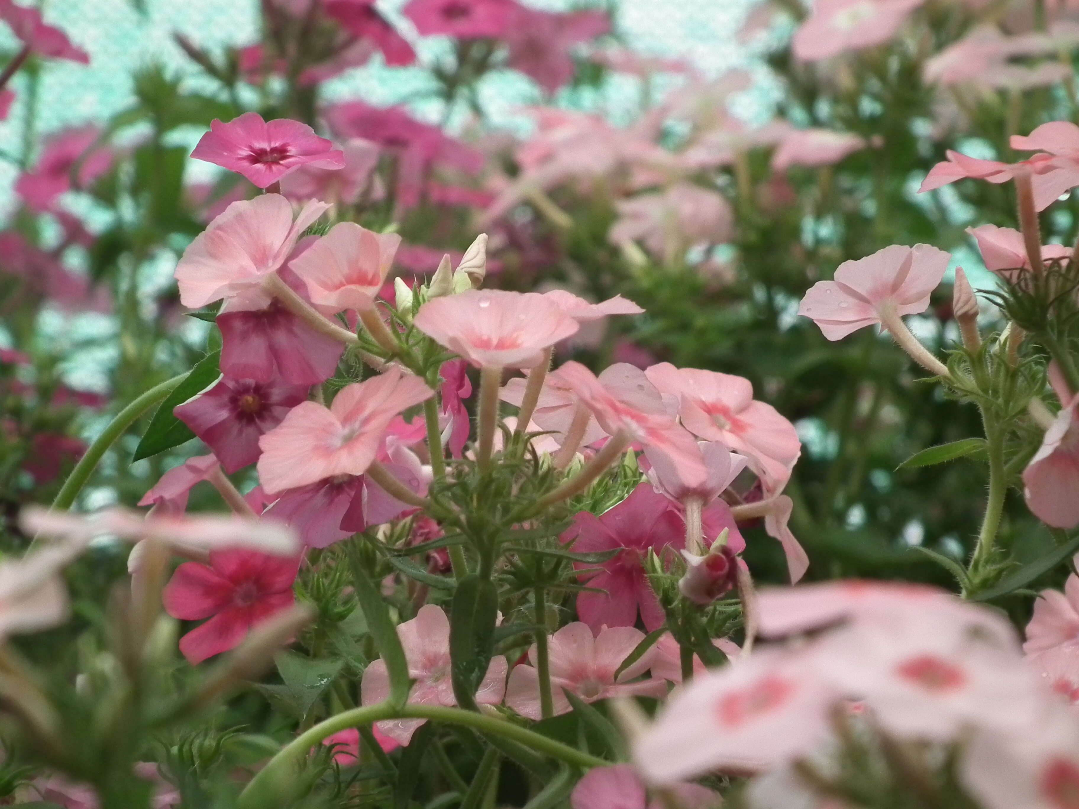 Image of annual phlox