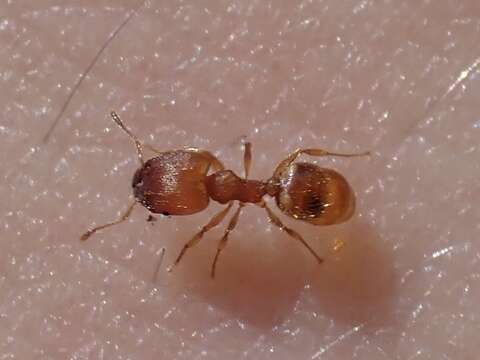 Image of Pheidole bilimeki Mayr 1870