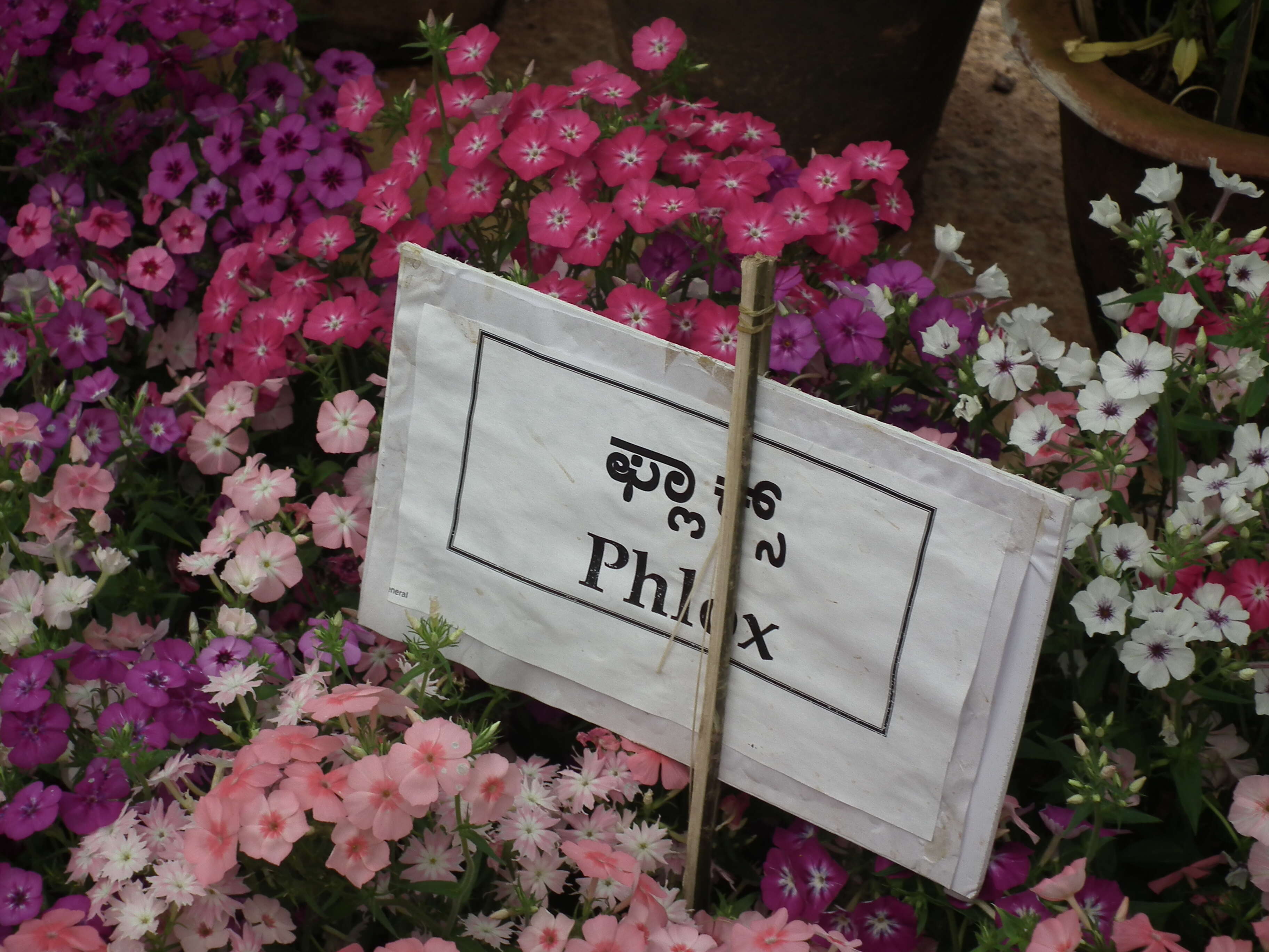 Image of annual phlox