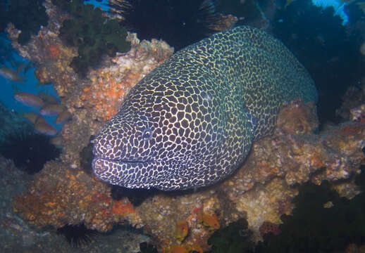 Image of honeycomb moray