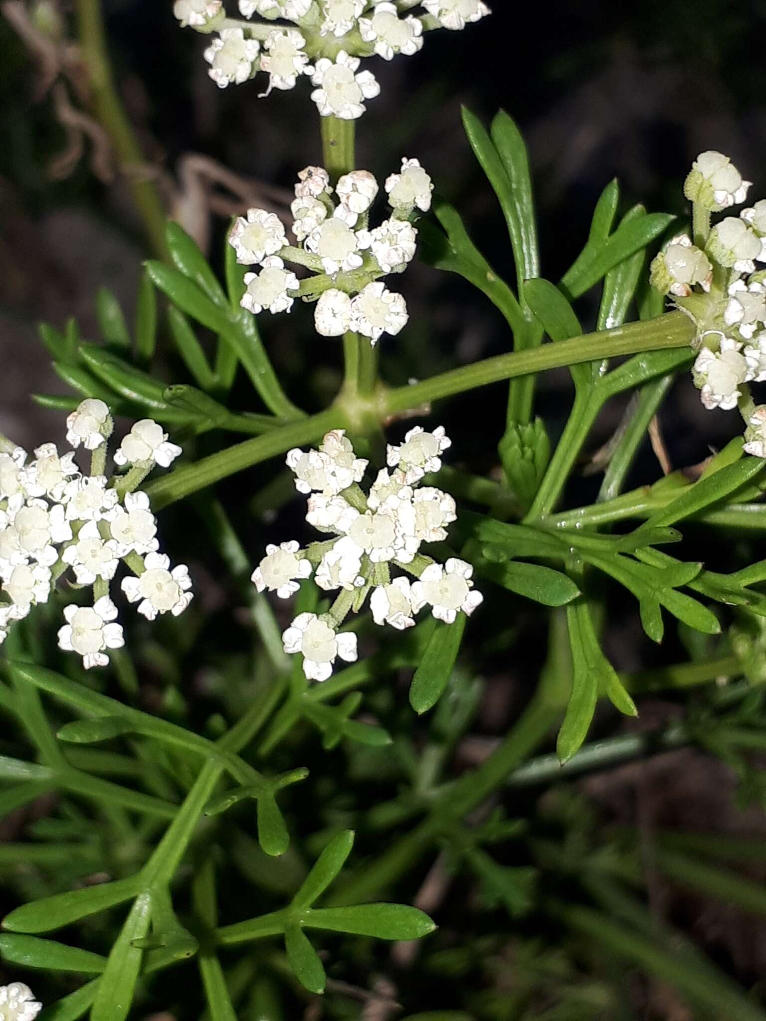 Image of Seseli tortuosum L.