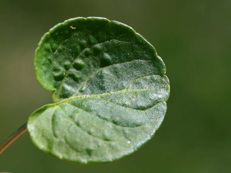 Plancia ëd Viola palustris L.