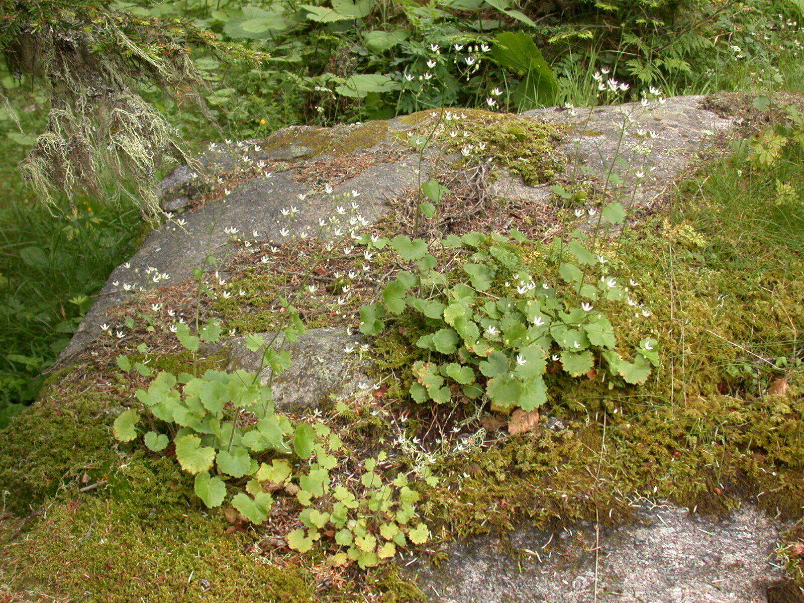 Image of Saxifraga rotundifolia subsp. rotundifolia