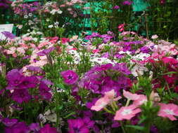 Image of annual phlox