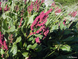 Image of Rumex maricola Remy