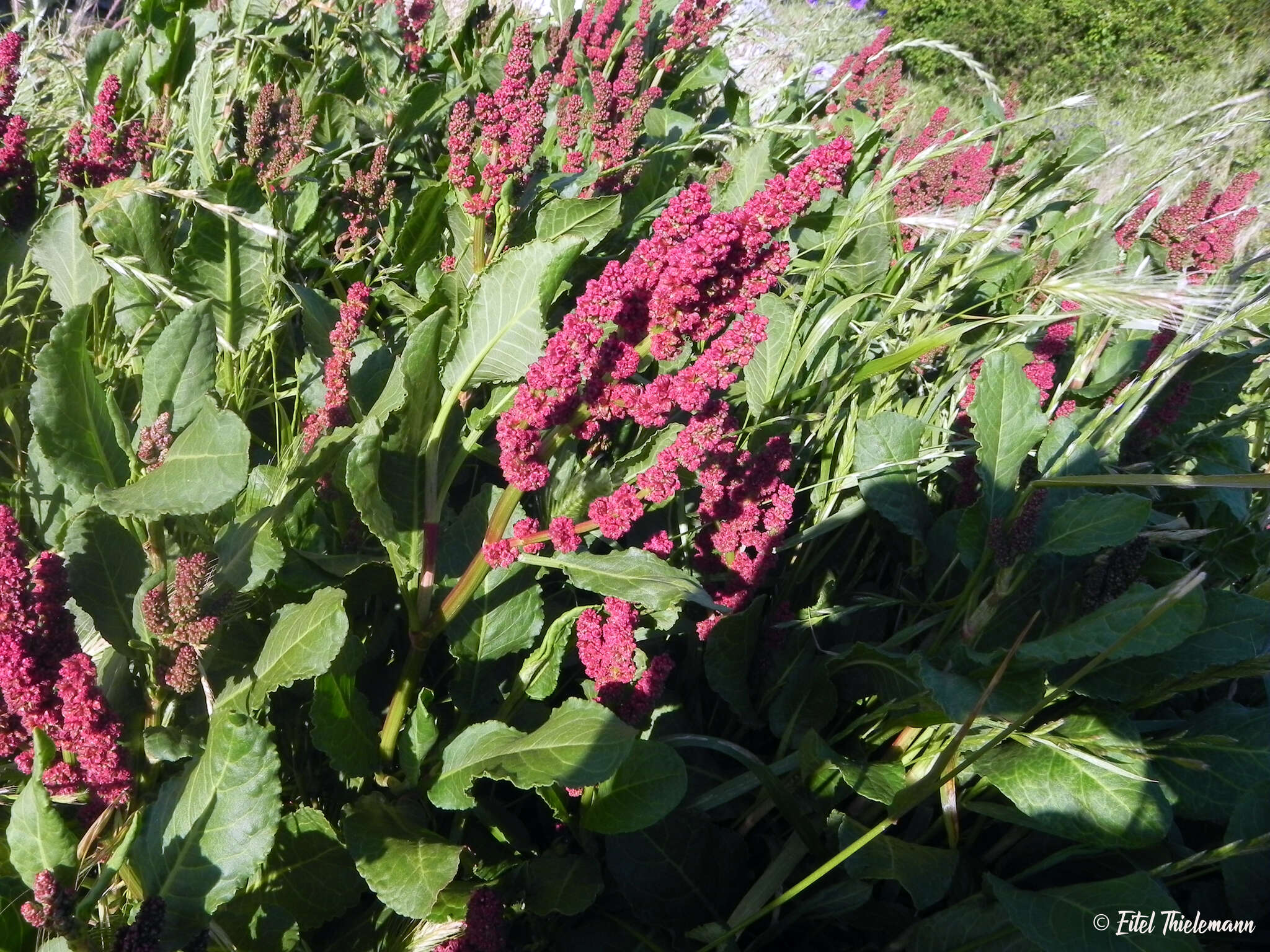 Imagem de Rumex maricola Remy