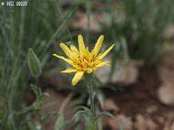 Plancia ëd Tragopogon buphthalmoides (DC.) Boiss.