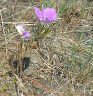 Imagem de Calochortus macrocarpus Douglas