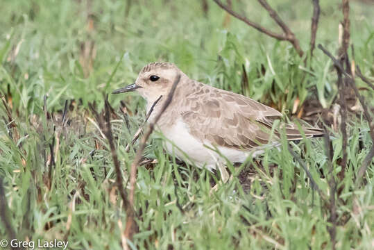 Слика од Charadrius asiaticus Pallas 1773