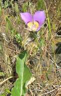 Imagem de Calochortus macrocarpus Douglas