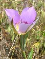 Imagem de Calochortus macrocarpus Douglas