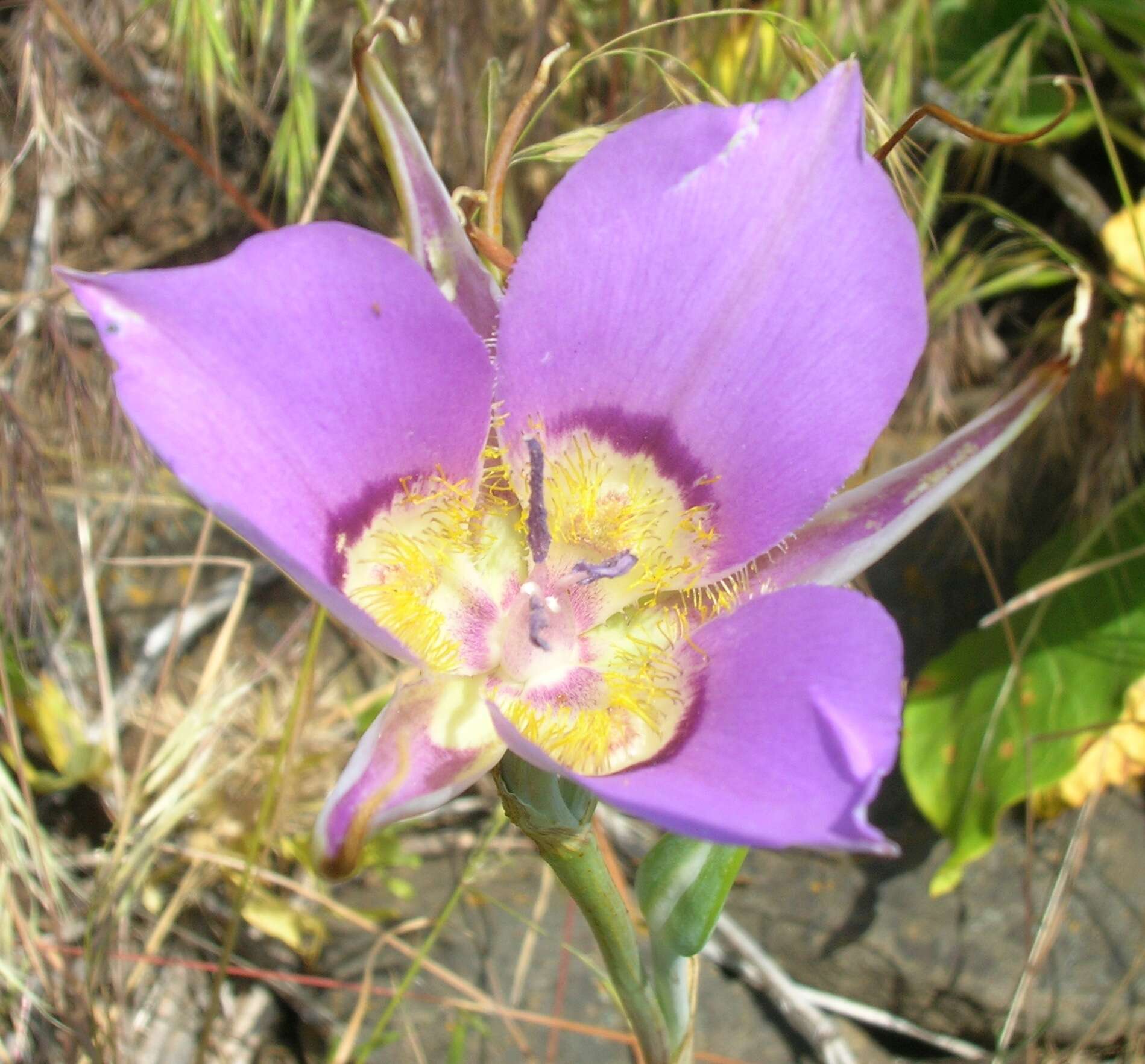 Imagem de Calochortus macrocarpus Douglas