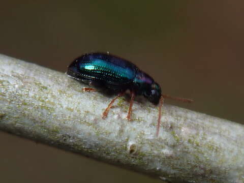 صورة Crepidodera violacea F. E. Melsheimer 1847