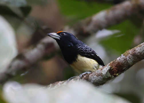 Image of Orange-fronted Barbet