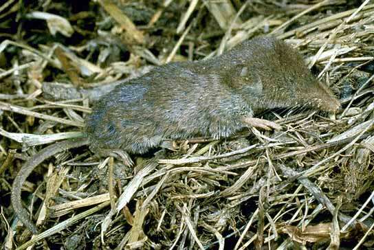 Image of shrews