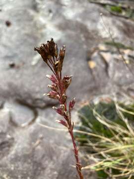 Imagem de Liatris microcephala (Small) Schumann