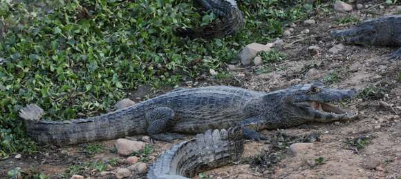 Image of Yacare caiman