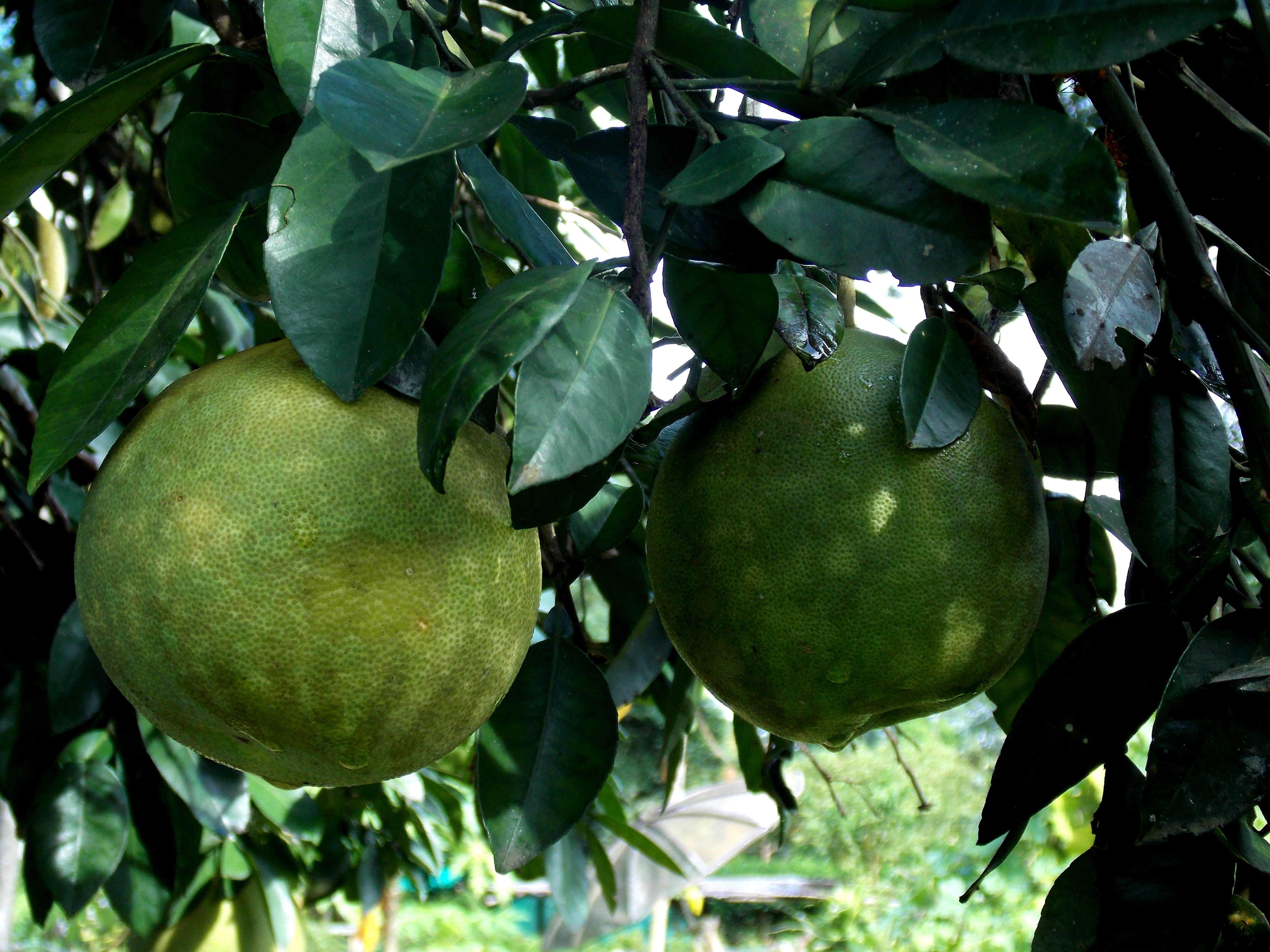 Image of Citrus maxima