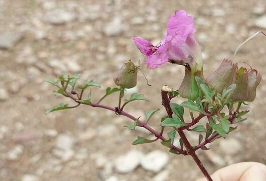 Image de Buttonia