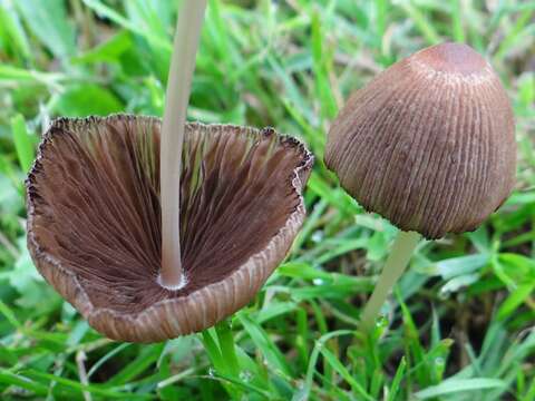 Coprinellus angulatus (Peck) Redhead, Vilgalys & Moncalvo 2001的圖片