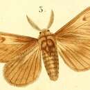 Слика од Euproctis annulipes Boisduval 1833