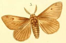 Image of Euproctis annulipes Boisduval 1833