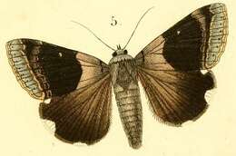 صورة Achaea lienardi (Boisduval 1833)