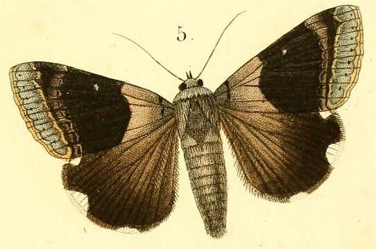 Image of Achaea lienardi (Boisduval 1833)
