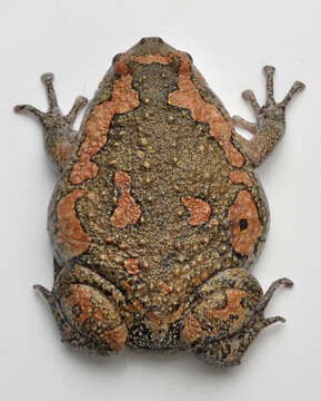 Image of Sri Lankan Bullfrog